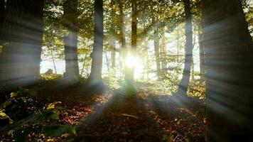 coloré vibrant la nature des arbres forêt paysage dans l'automne tomber saison à le coucher du soleil lumière video