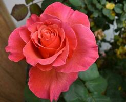 rojo y rosado rosas jardín foto