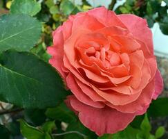 red and pink roses garden photo