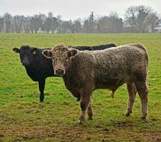 Cows cattle in Ireland brown and black cow photo