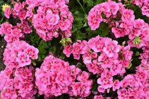 pink garden flowers photo