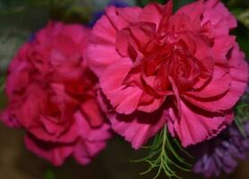 pink garden rose, rose background texture photo