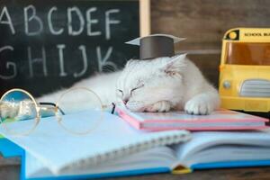 A small white kitten in a graduates hat and glasses  for vision and sleeps on open books against the background of a school board with the English alphabet. The cat is tired of doing homework. photo