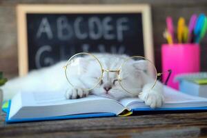 A small white kitten in glasses for vision sleeps on open books against the background of a school board with the English alphabet. The cat is tired of doing homework. Back to school concept. photo