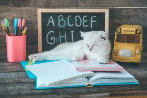 A small white kitten sleeps on open books against the background of a school board with the English alphabet. The cat is tired of doing homework. Back to school concept. photo
