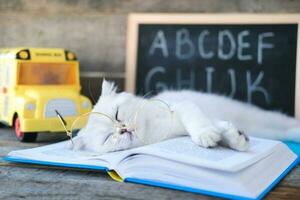 A small white kitten in glasses for vision sleeps on open books against the background of a school board with the English alphabet. The cat is tired of doing homework. Back to school concept. photo