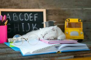 A small white kitten in a graduates hat and glasses  for vision and sleeps on open books against the background of a school board with the English alphabet. The cat is tired of doing homework. photo