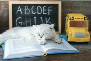 A small white kitten in glasses for vision sleeps on open books against the background of a school board with the English alphabet. The cat is tired of doing homework. Back to school concept. photo