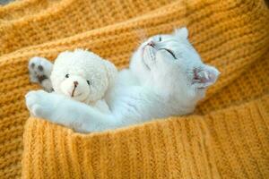 de cerca de un blanco escocés gatito dormido con un juguete oso en un naranja de punto suéter. foto
