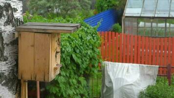 Wagtail bird Motacilla alba nest in birdhouse video