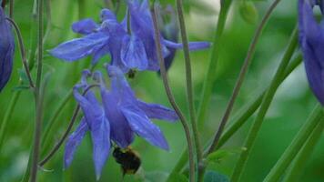 hommel Aan een blauw aquilegia bloem, macro video