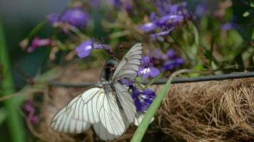 aporie crataegi zwart geaderd wit vlinder paring video