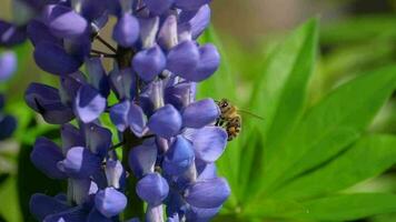 abeja coleccionar néctar y polen desde el flores de azul lupino. video