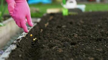 plantando guisante semillas en el suelo. cultivo de orgánico cultivos. primavera plantando en el suelo video