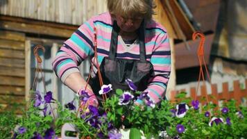 une pétunia transplantation dans le jardin. femme les plantes pétunia dans le jardin video