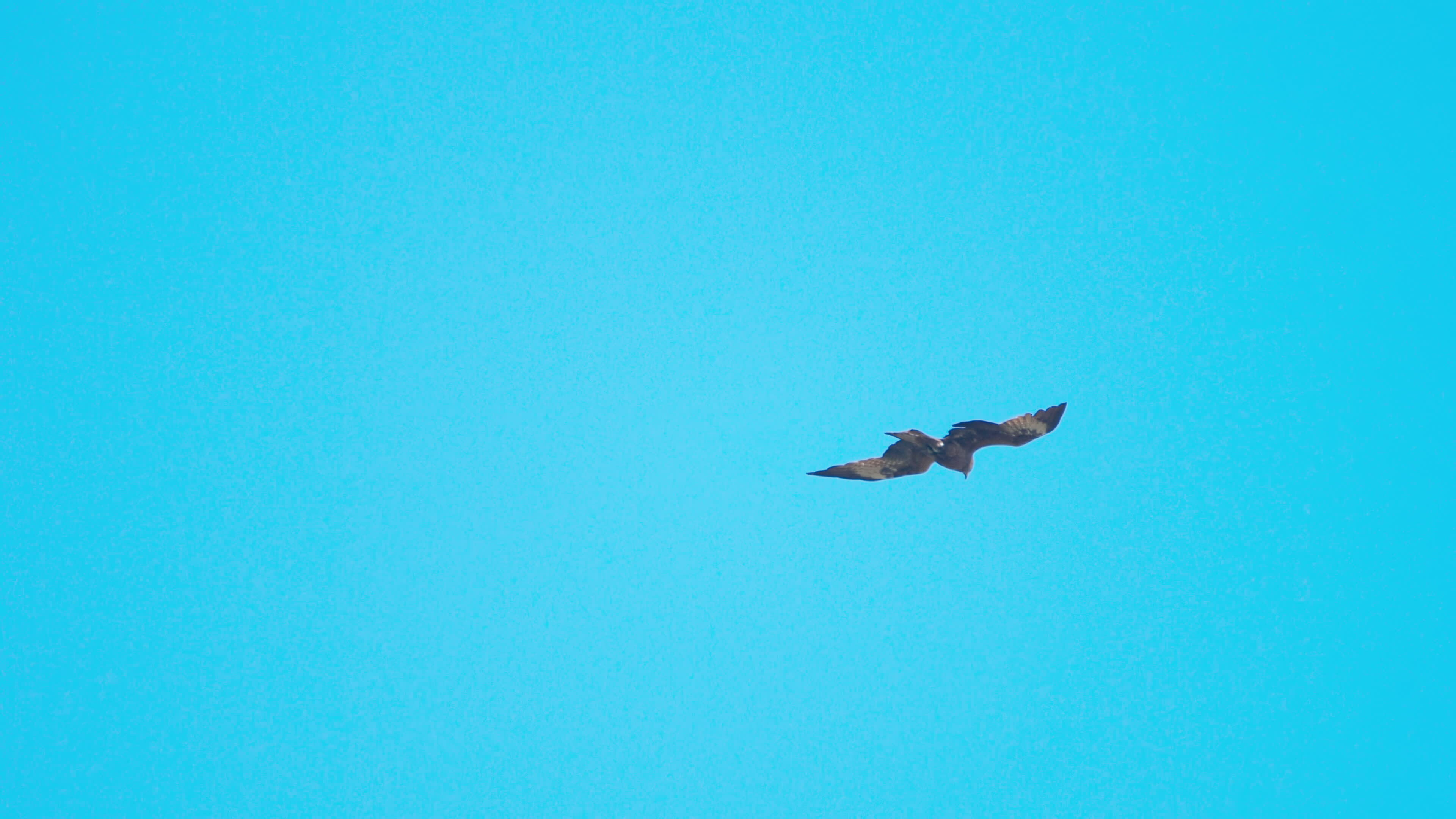 Hawk bird flying flapping wings overhead blue sky in slow motion