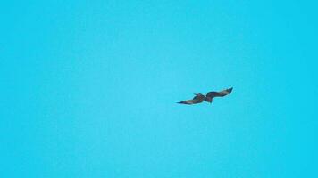 faucon oiseau en volant battement ailes aérien bleu ciel dans lent mouvement video