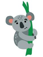 Cute hand drawn koala. Animal safari. White background, isolate. vector