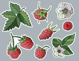 Set of raspberry stickers. Cartoon style. vector