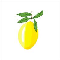 Yellow lemon vector. Lemon is a fruit that is sour and has high vitamin C. vector