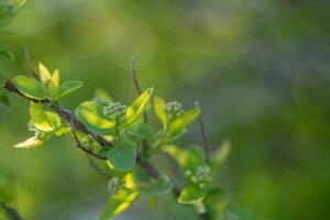 un rama con joven hojas en natural condiciones en primavera. foto