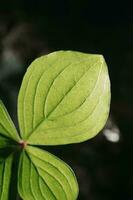 Paris quadrifolia close-up. A perfect plant sample. photo