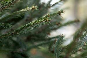 A branch of a fir tree in the park in close-up. photo