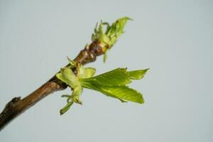 A branch with fresh green blossoming leaves. photo