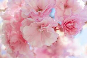 Pink cherry blossoms on a branch with a blurred background. photo