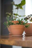 Three planters with flowers on the background of the home interior. photo