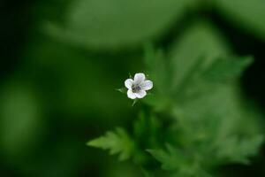 Geranium flower on a natural green background. photo