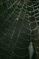 Cobwebs with drops after the morning rain. photo