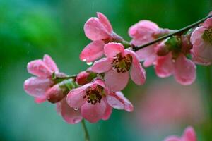 A tree with pink flowers in the spring photo