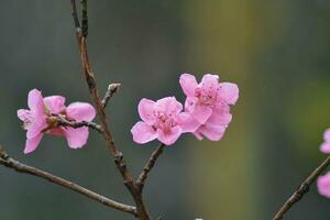 A tree with pink flowers in the spring photo