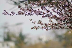 A tree with pink flowers in the spring photo