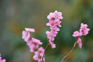 A tree with pink flowers in the spring photo