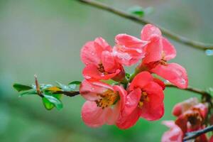 A tree with pink flowers in the spring photo