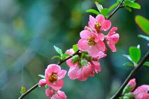 A tree with pink flowers in the spring photo