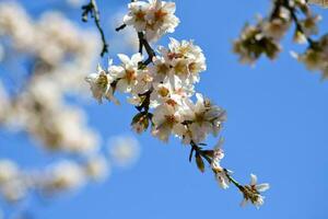 A close up of a flower with the word cherry on it photo