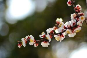 A close up of a flower with the word cherry on it photo