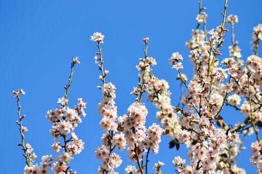 A close up of a flower with the word cherry on it photo