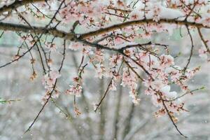 close up of snow on the flowers- snowing on the trees photo