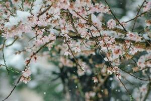 cerca arriba de nieve en el flores- nevando en el arboles foto