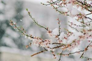 cerca arriba de nieve en el flores- nevando en el arboles foto