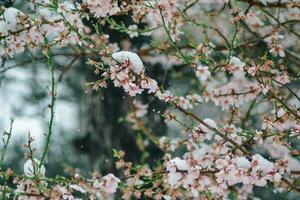 close up of snow on the flowers- snowing on the trees photo