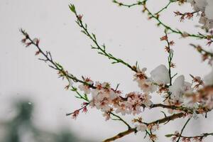 close up of snow on the flowers- snowing on the trees photo