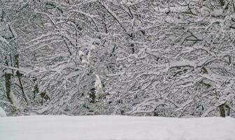 cerca arriba de nieve- invierno en el madera foto