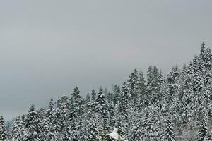 close up of snow- winter in the wood photo