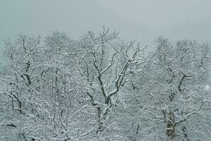 close up of snow- winter in the wood photo