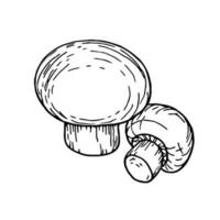 Champignons mushrooms, autumn doodle hand drawing illustration. Cut champignons are on the table. Linear vector contour for coloring. For stickers, posters, postcards, design elements.